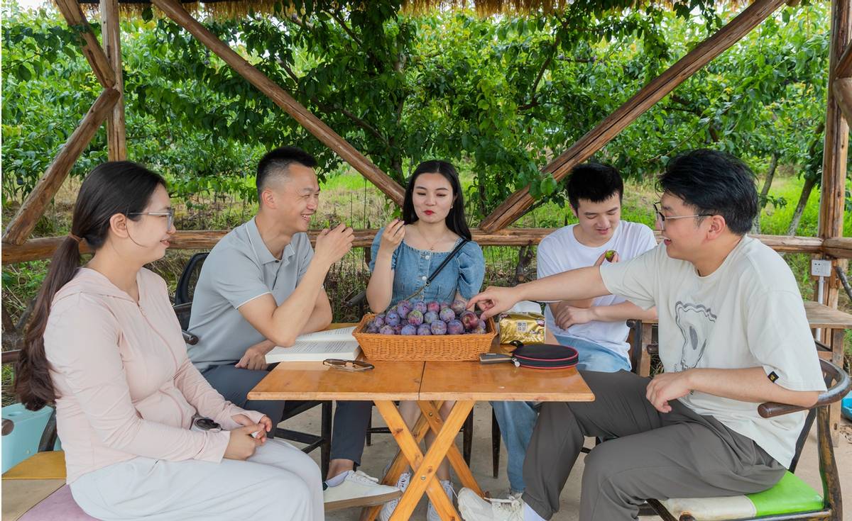 与“李”相约！广安区彭家乡的李子成熟了(图3)