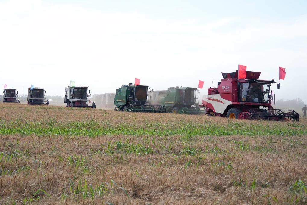 “龙口夺粮”收麦忙——“塞外粮仓”夏收见闻(图2)