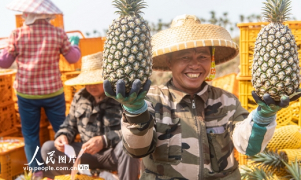 纵观华夏 海南琼海：凤梨忙采收
