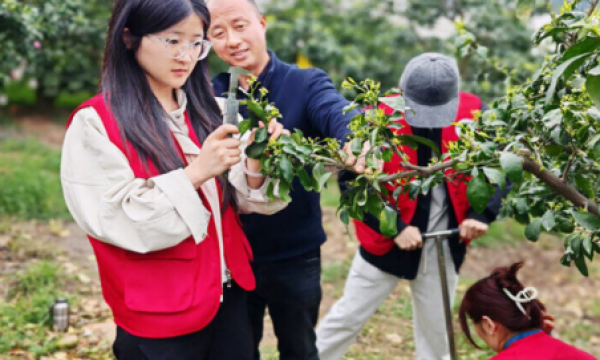 纵观华夏 小小柑橘实现全链增值“吃干榨净”  四川丹棱县晚熟